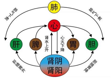 左血右氣|中医认为左主气还是血